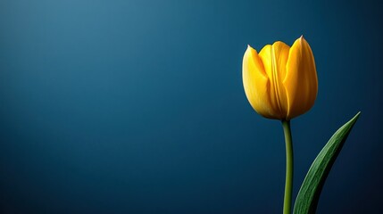 Naklejka premium Single Yellow Tulip Against Dark Blue Background