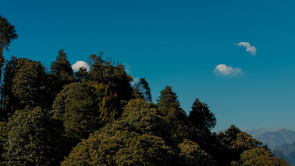 GHOREPANI, NEPAL - JANUARY 9, 2025: Lush green trees forest during golden hour in Ghorepani in Nepal showcasing natural beauty and mountains on horizon, blue sky.