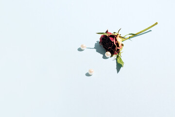 Minimal floral arrangement, creative copy space on pastel blue background