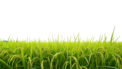 a vibrant green rice field stretches across. lush plants ready for harvest against a bright blank sky symbolizing agricultural abundance and natural beauty