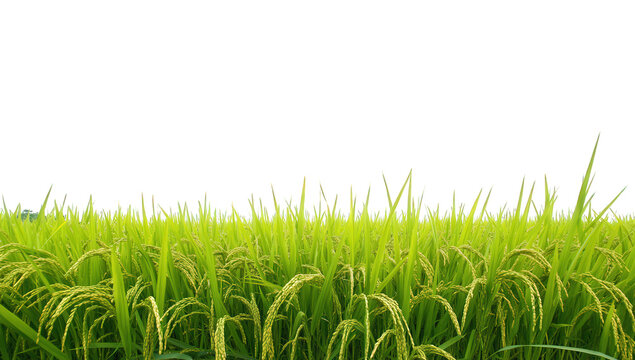 a vibrant green rice field stretches across. lush plants ready for harvest against a bright blank sky symbolizing agricultural abundance and natural beauty