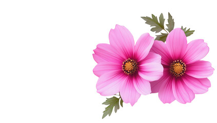 two vibrant pink flowers against a soft watercolor background evoking a sense of beauty and tranquility suitable for decorative or inspirational purposes