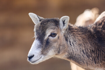 Close up of a mouflon