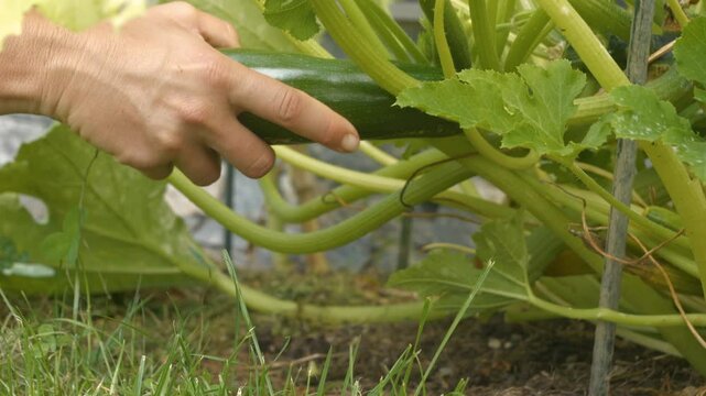 CLOSE UP: Picking a healthy, deep green zucchini from thriving vegetable plant. Gardener carefully lifts ripe veggie and plucks it off. Rewards of organic farming and harvesting fresh homegrown food.