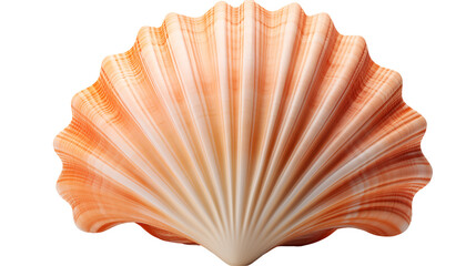 Scallop Shell Natural Texture, Orange and White Seashell for Beach and Ocean Themes, isolated on transparent background.