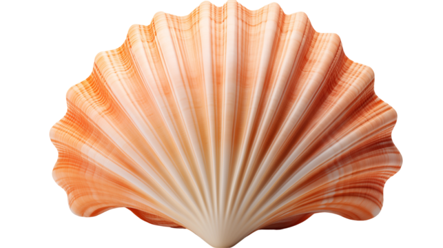 Scallop Shell Natural Texture, Orange and White Seashell for Beach and Ocean Themes, isolated on transparent background.