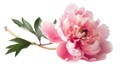 Fototapeta premium Pink peony blooming with green leaves on transparent background