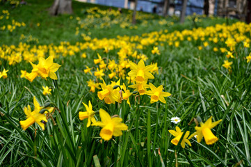 Yellow daffodils blooming at a park in Scotland, UK	