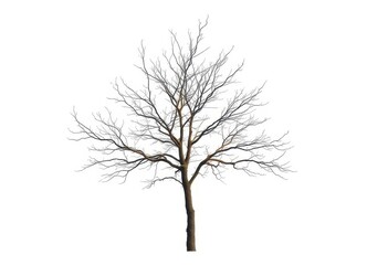 Lone deciduous tree, stark branches against pure white, summer, natural