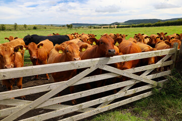Brown cow behind a fence on a farm in England, United Kingdom