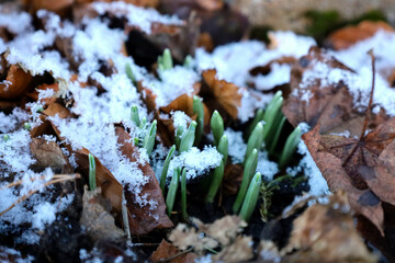 Snowdrop flowers growing in the snow in Scotland, UK
