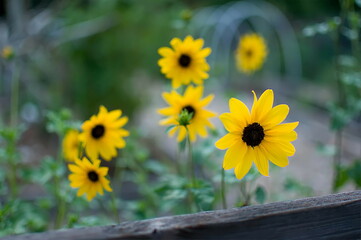 Obraz premium Black Eyed Susan Rudbeckia hirta growing tall against a fence