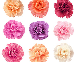 Nine Colorful Carnation Blossoms Isolated on Transparent Background, PNG