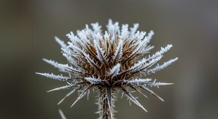 Obraz premium Frosty Thistle Head Close-up with Winter Ice Crystals Sparkling