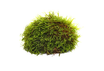 Green moss isolated on white background