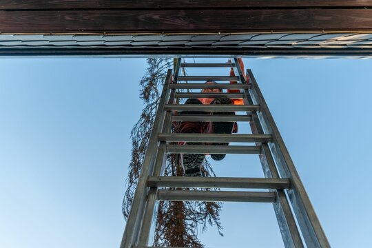 Landscape gardener manually transporting a felled conifer from the garden over the roof of a house.