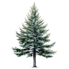 Fototapeta premium elegant watercolor painting of a fir tree, delicate yet rich detailing, artistic and well-balanced composition, sophisticated cut-out style, transparent background, PNG