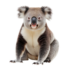 Fototapeta premium Adorable Koala Posing Against a White Background
