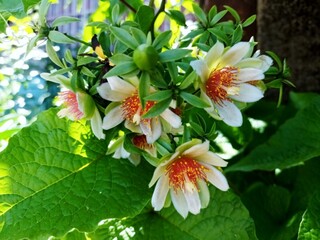 Pereskia, Ora-pro-nobis, flower and food and medicinal plant