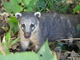 Naklejka premium Coati from Iguazu falls in Argentina