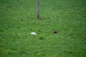 a white little egret (Egretta garzetta) hunting in a field