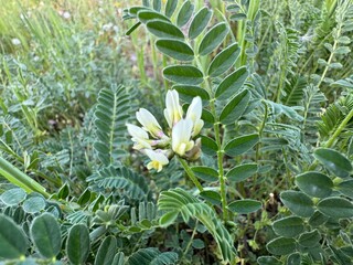 Astragalus mongholicus blooms white. Close-up. Synonyms including Astragalus propinquus and...