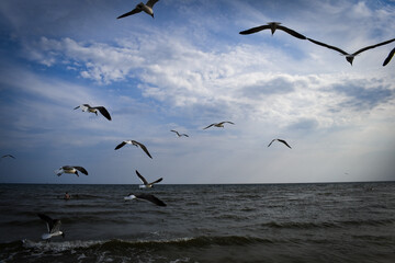 seagulls in flight
