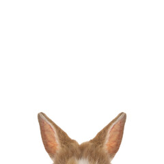 Cute fluffy bunny ears on white background
