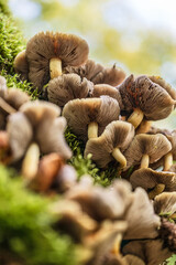 Honey fungus Armillaria mellea growing on a tree trunk.