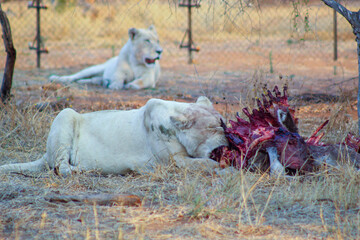 Fototapeta premium Lions in South Africa