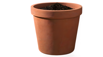 plant in a pot