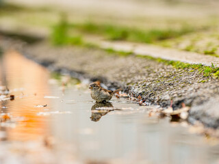 Small sparrow washing in a street pond.