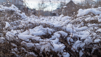 Fluffy white snow on dense dry bushes