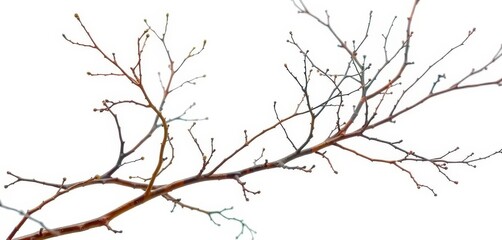 Obraz premium Intricate, bare branches isolated against a pure white backdrop, simple, twig