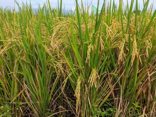 Yellow rice plants ready to harvest