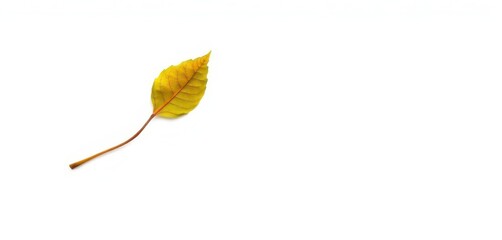 Single, wilting leaf isolated on pure white background, macro, element