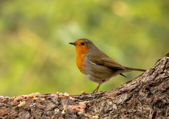 Robin redbreast bird on a bird table with food
