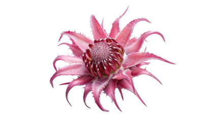 Pink protea flower blooming with transparent background