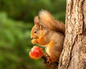 Hungry little scottish red  squirrel eating an apple