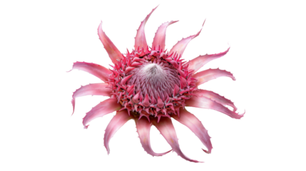 Pink protea flower blooming with transparent background