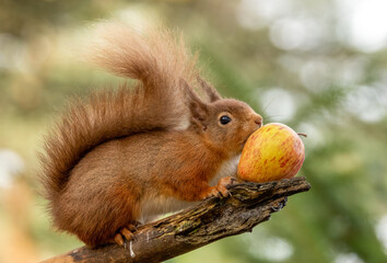 Hungry little scottish red  squirrel eating an apple