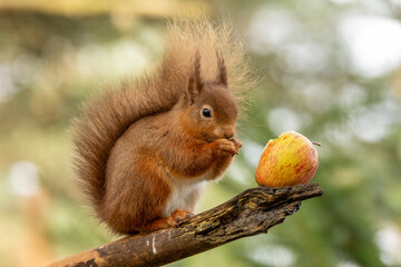 Hungry little scottish red  squirrel eating an apple