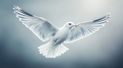Obraz premium White Bird in Flight Hope Freedom Peace