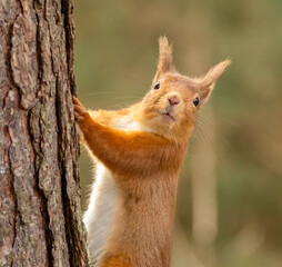 red squirrel on a tree