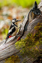 Great Spotted Woodpecker (Dendrocopos major) perched on a branch in the middle of the forest.