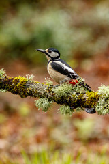 Great Spotted Woodpecker (Dendrocopos major) perched on a branch in the middle of the forest.