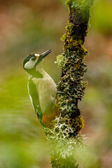 Great Spotted Woodpecker (Dendrocopos major) perched on a branch in the middle of the forest.