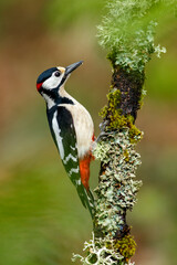 Great Spotted Woodpecker (Dendrocopos major) perched on a branch in the middle of the forest.