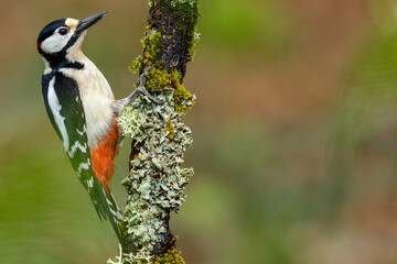Great Spotted Woodpecker (Dendrocopos major) perched on a branch in the middle of the forest.