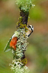 Great Spotted Woodpecker (Dendrocopos major) perched on a branch in the middle of the forest.